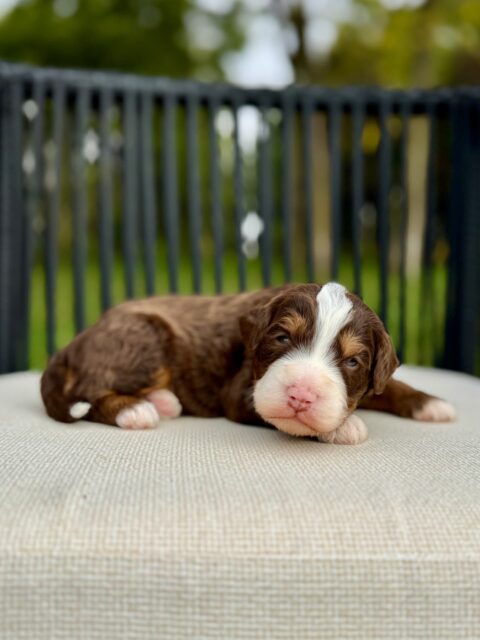 bernedoodle puppy