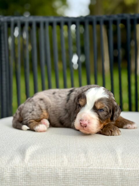 bernedoodle puppy