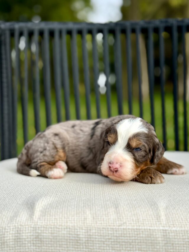 bernedoodle puppy