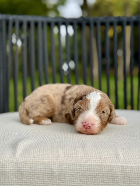 bernedoodle puppy