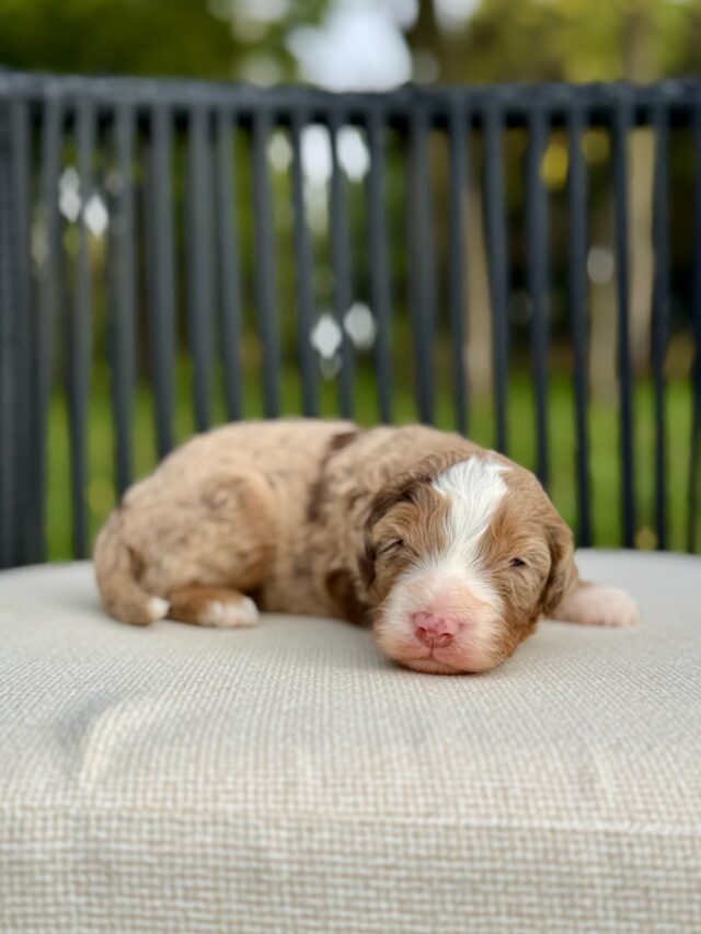 bernedoodle puppy