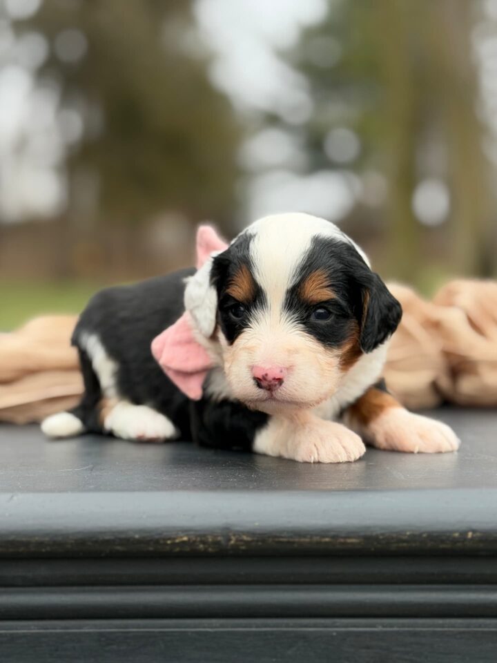 bernedoodle puppy