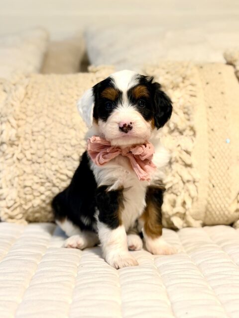 bernedoodle puppy