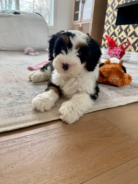 Heather Dempsey's Bernedoodle, Indie