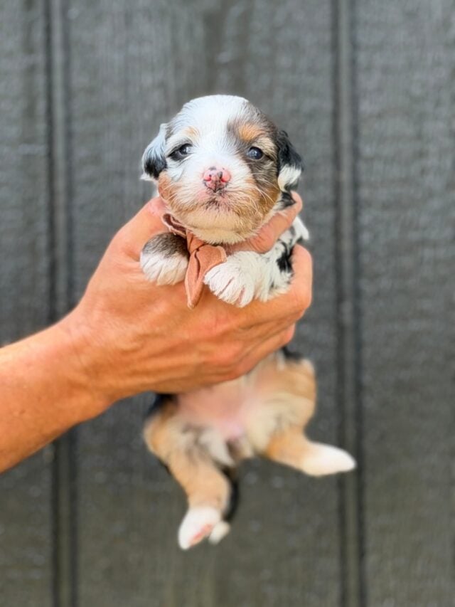 bernedoodle puppy