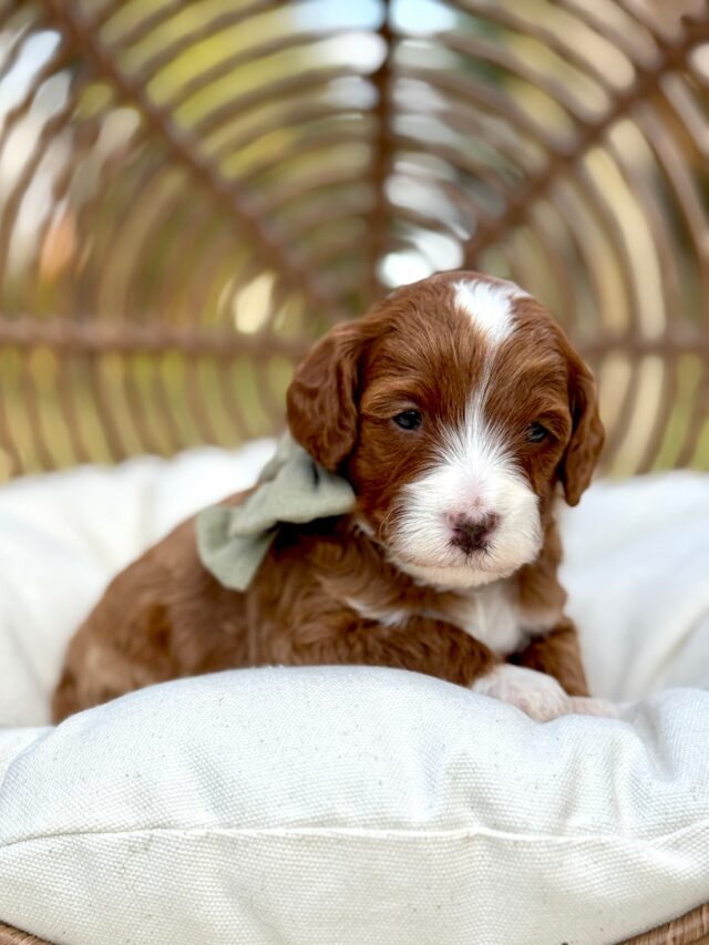 goldendoodle puppy