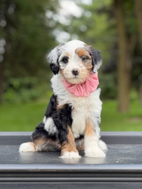 bernedoodle puppy