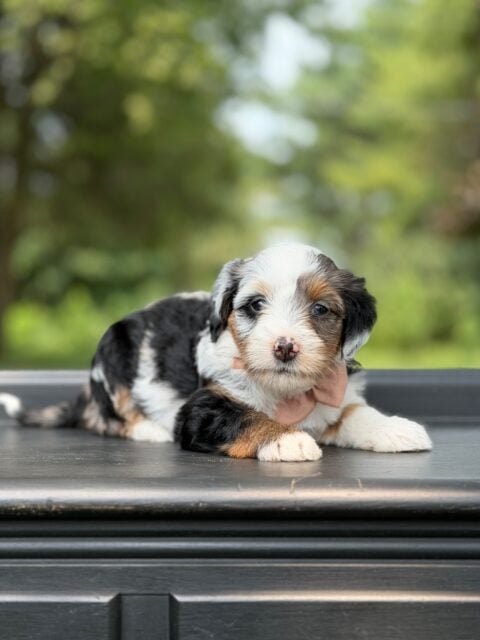 bernedoodle puppy