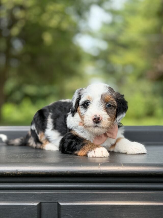 bernedoodle puppy