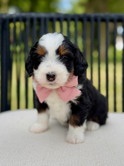 bernedoodle puppy