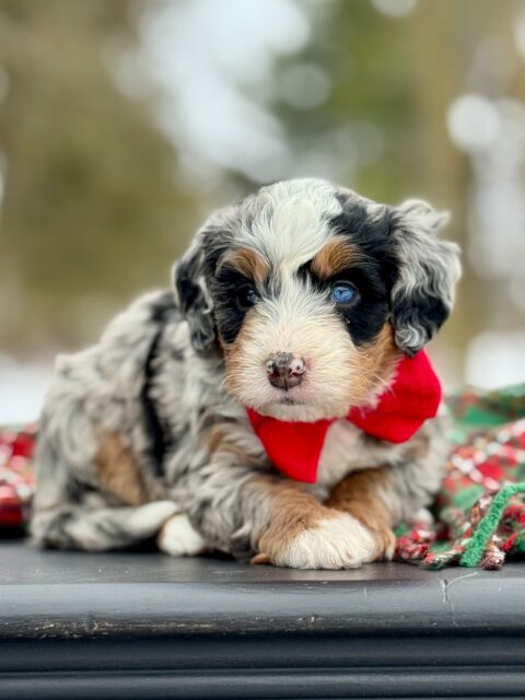 bernedoodle puppy