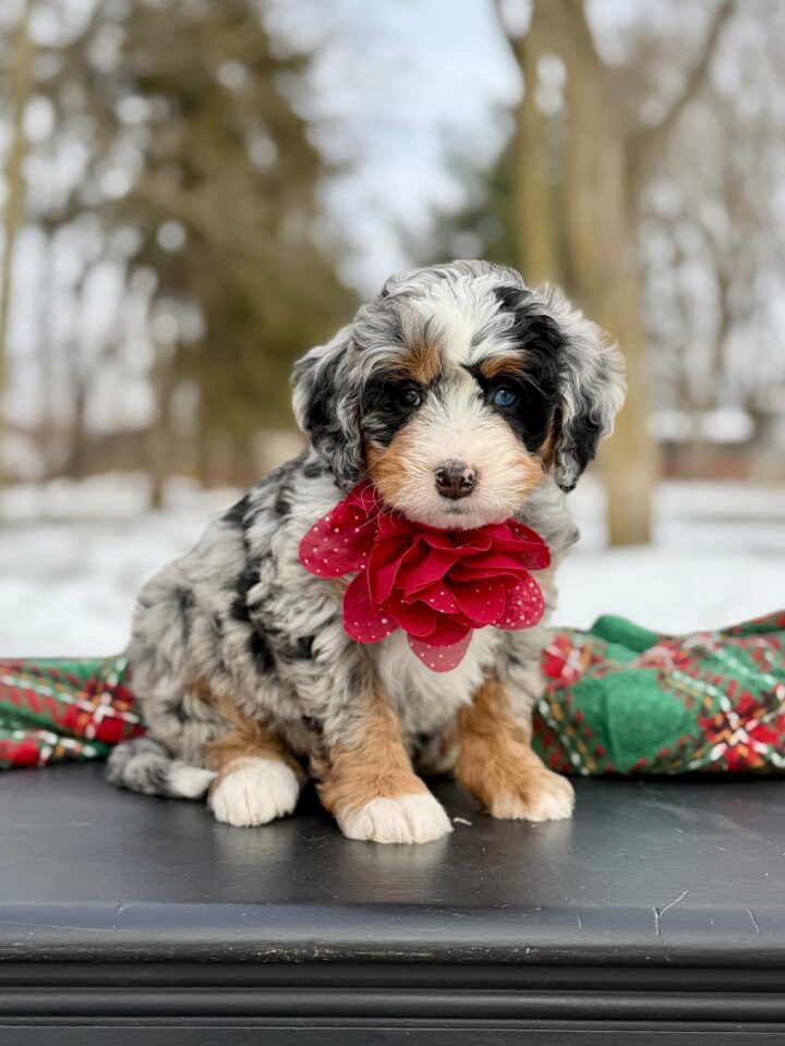bernedoodle puppy