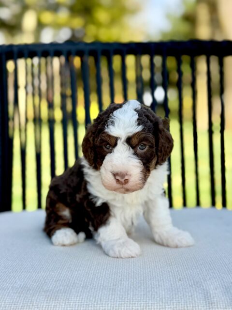 bernedoodle puppy