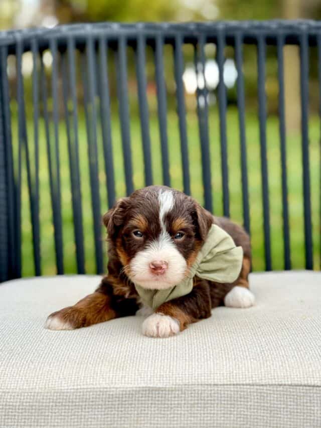 bernedoodle puppy