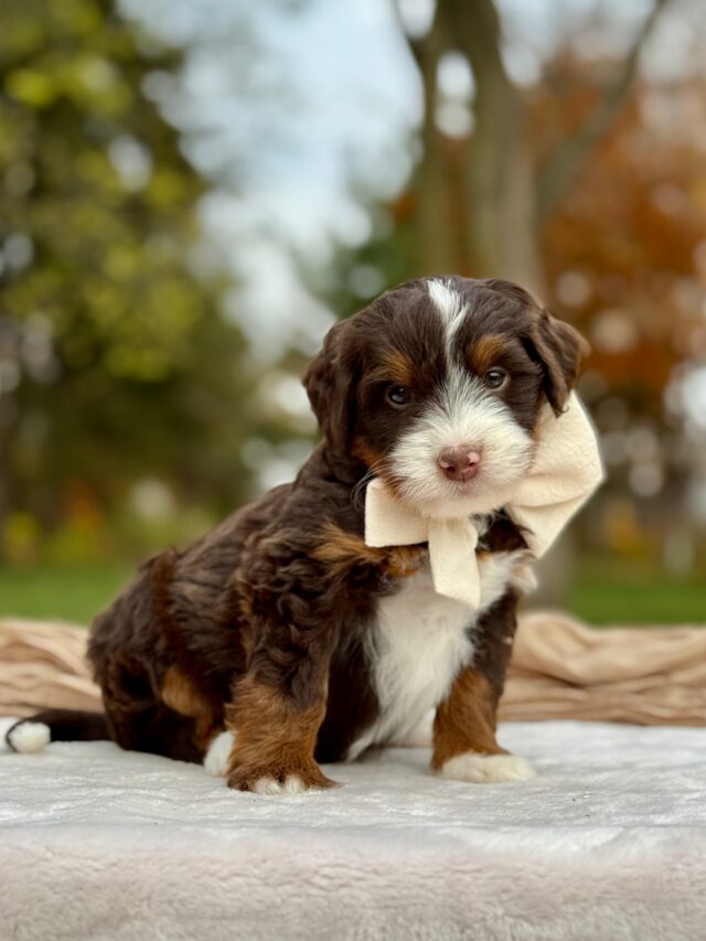 bernedoodle puppy