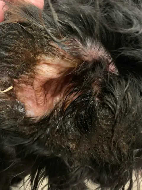 Ear infection in a Bernedoodle.