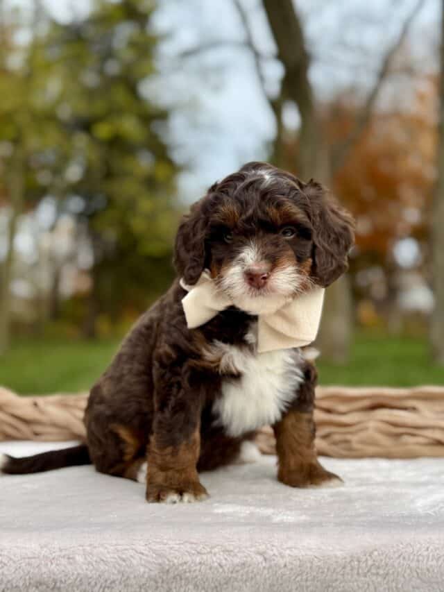 bernedoodle puppy