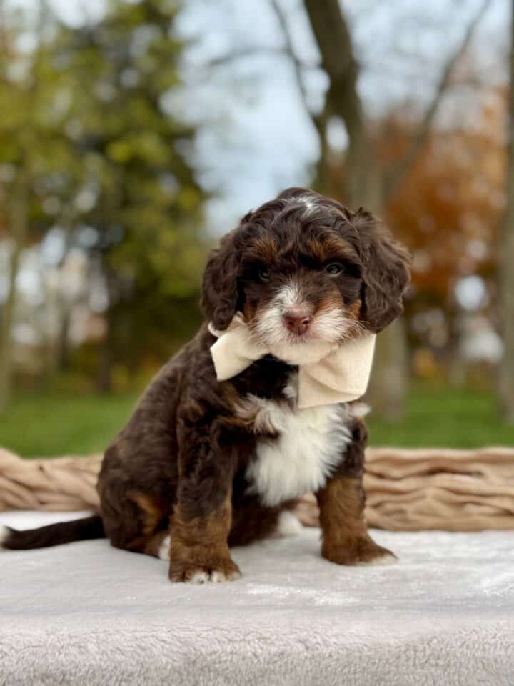 bernedoodle puppy