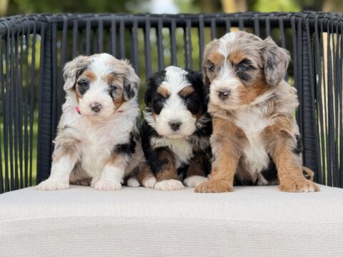 bernedoodle puppy litter
