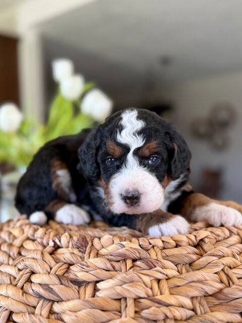 bernedoodle puppy