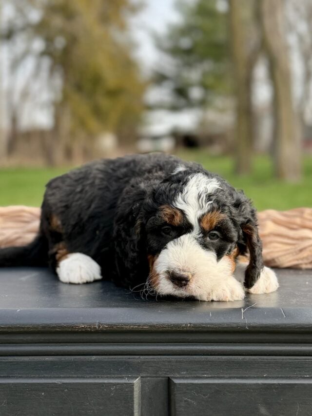 bernedoodle puppy