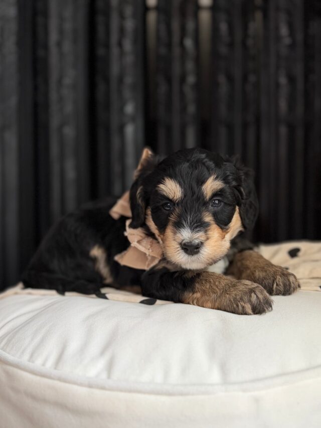 bernedoodle puppy