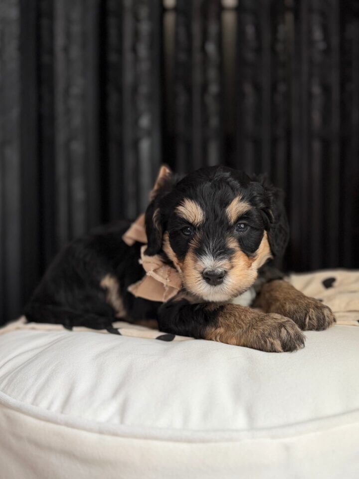 bernedoodle puppy