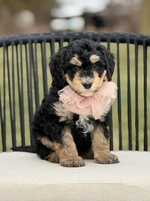 bernedoodle puppy