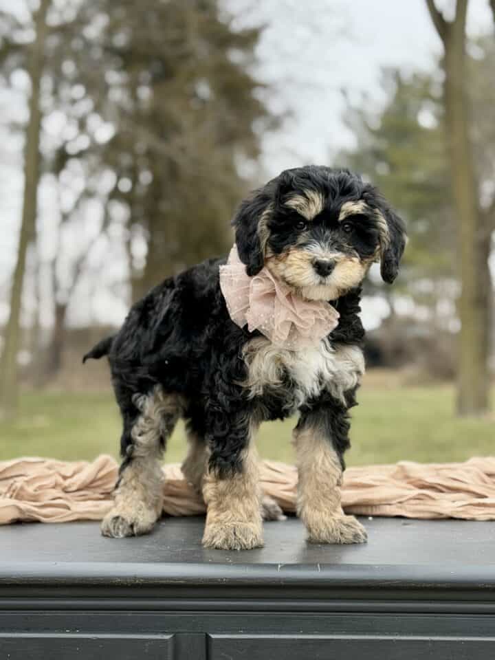 bernedoodle puppy