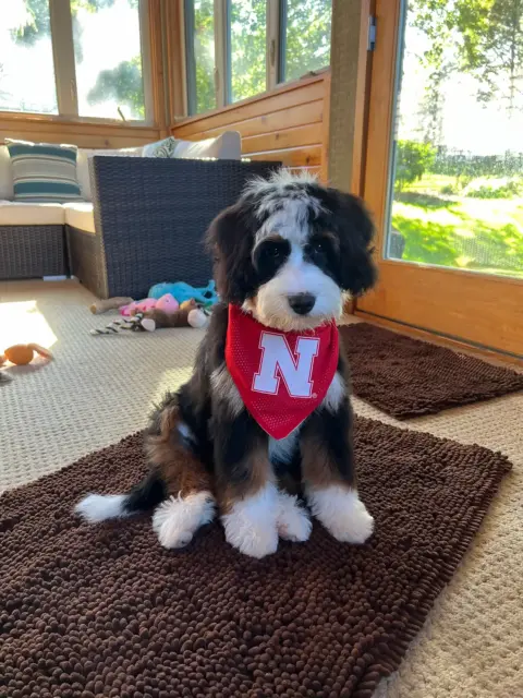 Jenni DeFever's Bernedoodle puppy