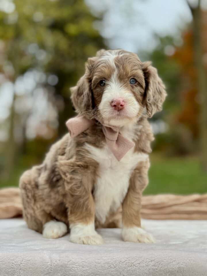bernedoodle puppy