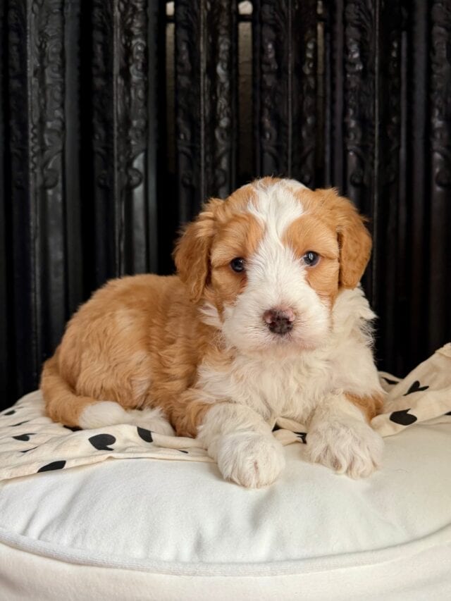 bernedoodle puppy