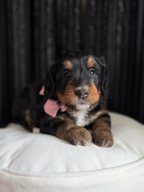 bernedoodle puppy