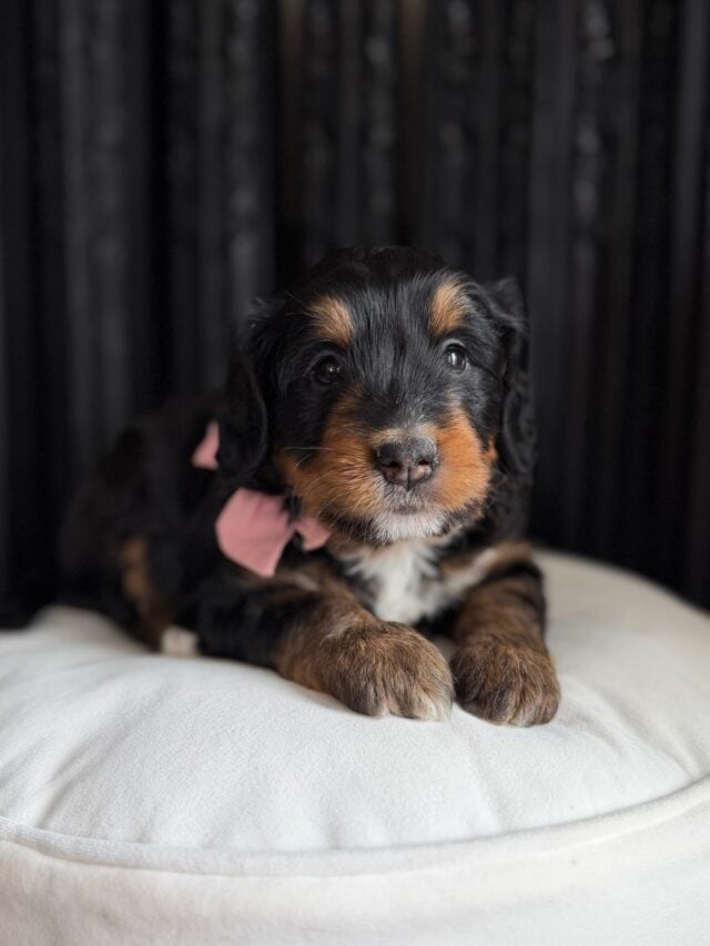 bernedoodle puppy