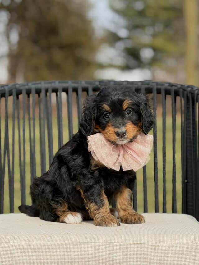 bernedoodle puppy