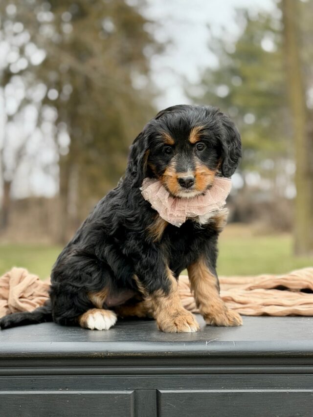 bernedoodle puppy