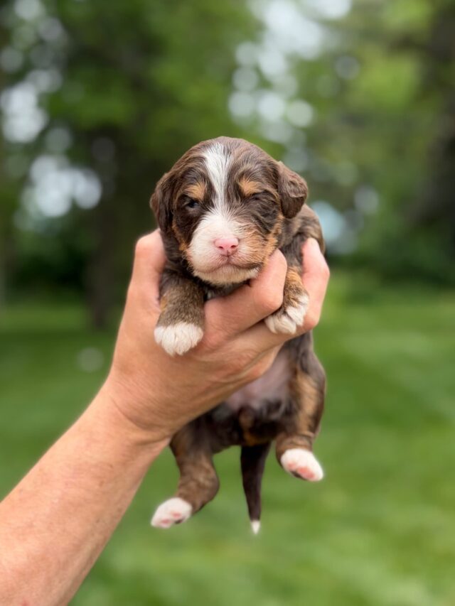 bernedoodle puppy