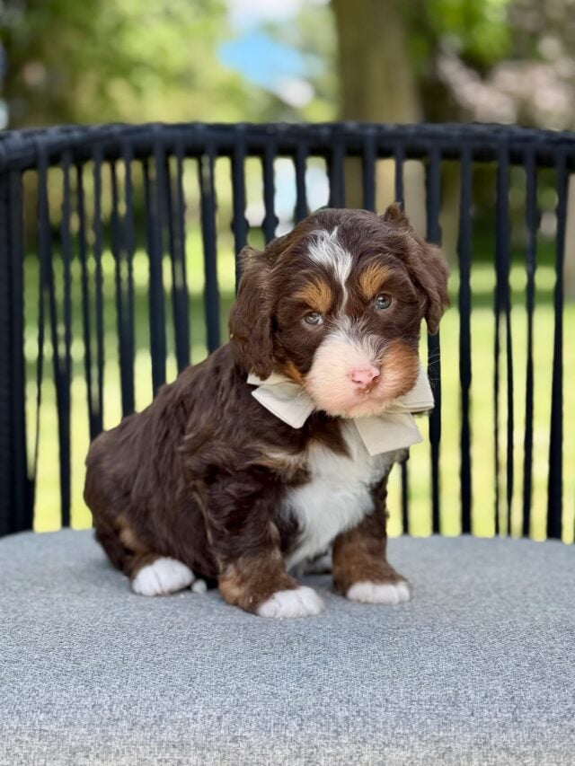 bernedoodle puppy