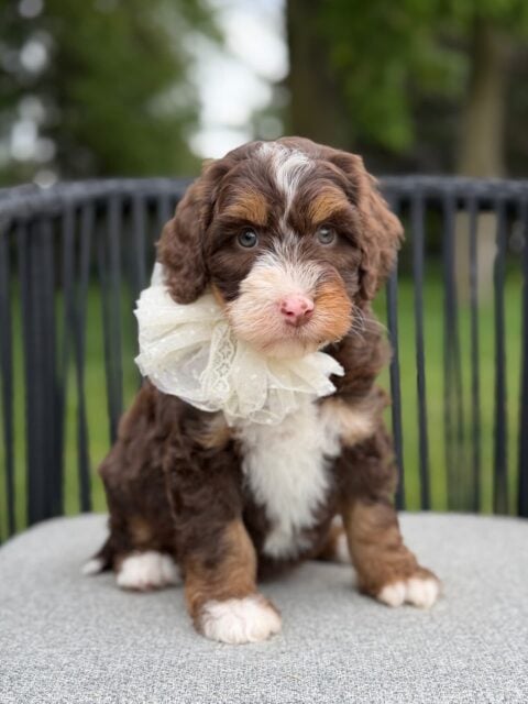 bernedoodle puppy