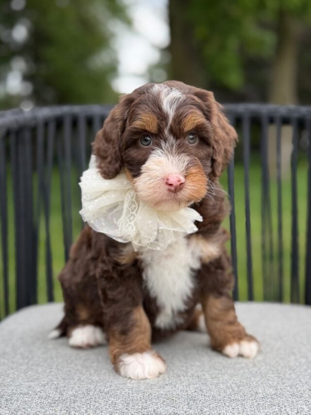bernedoodle puppy