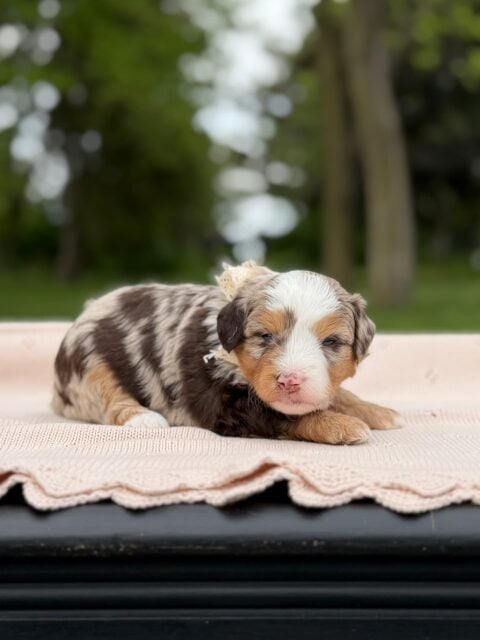 bernedoodle puppy