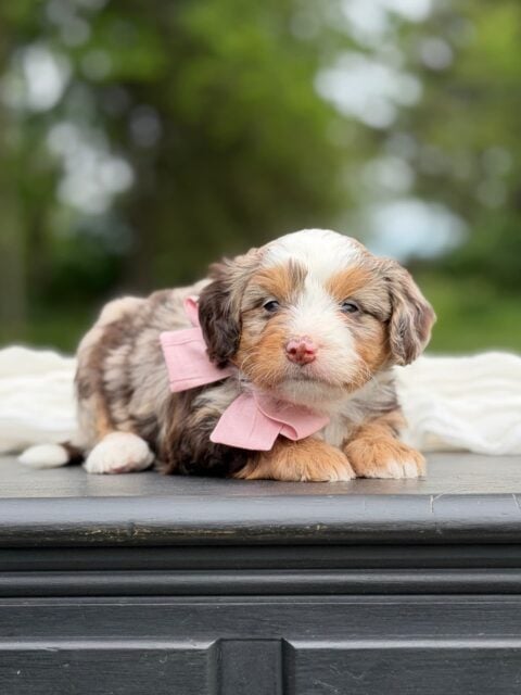 bernedoodle puppy