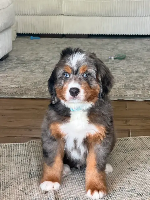 Katie Melton's bernedoodle puppy