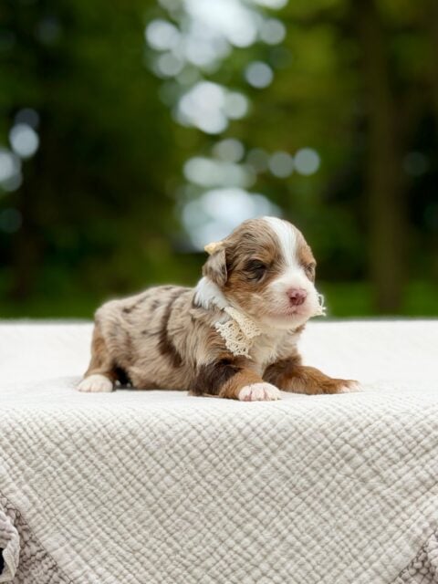 bernedoodle puppy