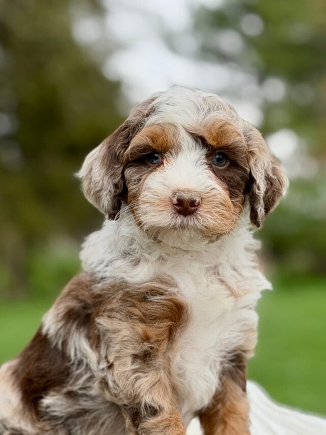 bernedoodle puppy