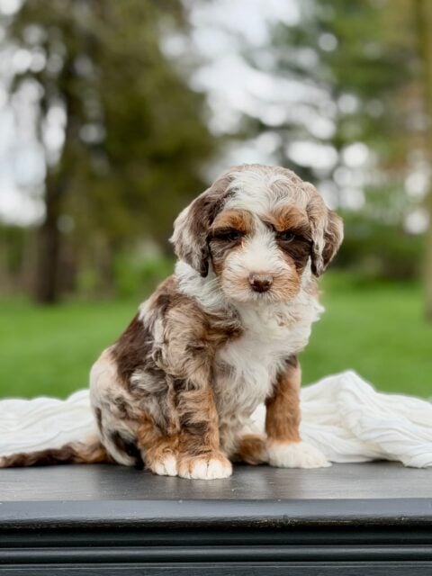 bernedoodle puppy