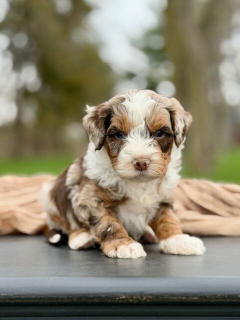 bernedoodle puppy