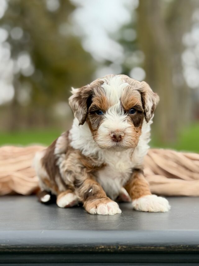 bernedoodle puppy