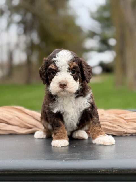 bernedoodle puppy