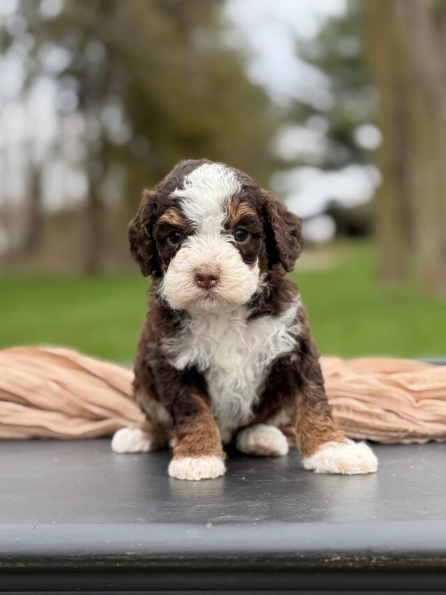 bernedoodle puppy
